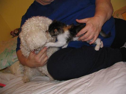 Riley and Abby Dec 2004 016.jpg